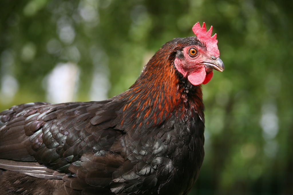 Gite De La Ferme Des Crins Blancs Villa Hazebrouck Szoba fotó