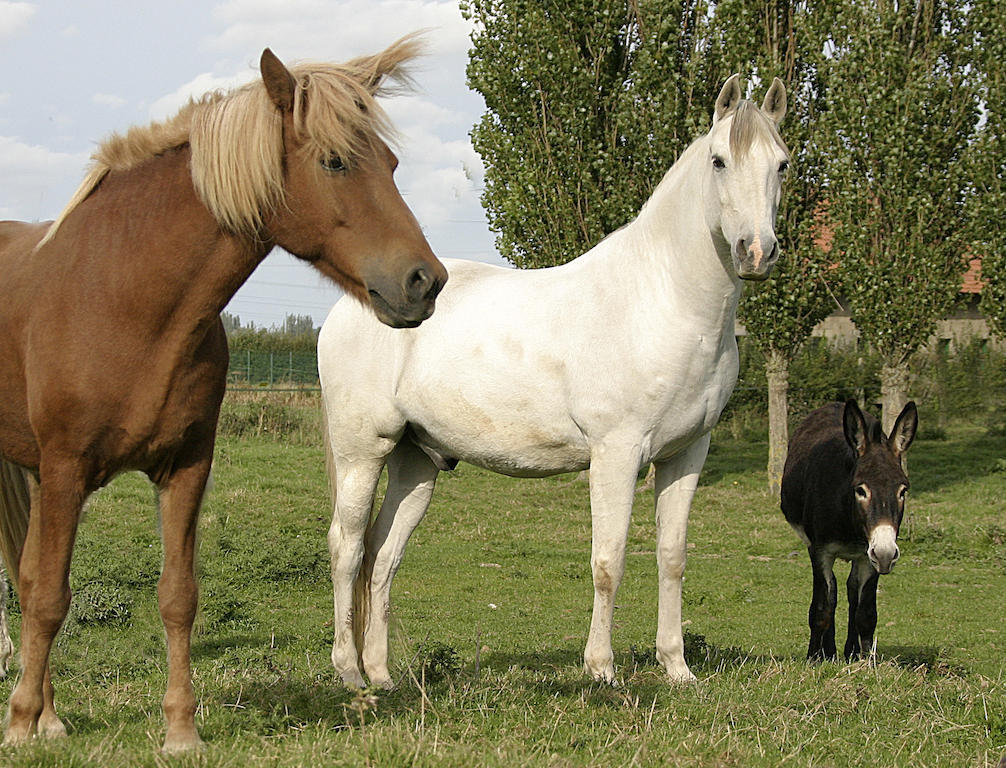 Gite De La Ferme Des Crins Blancs Villa Hazebrouck Szoba fotó