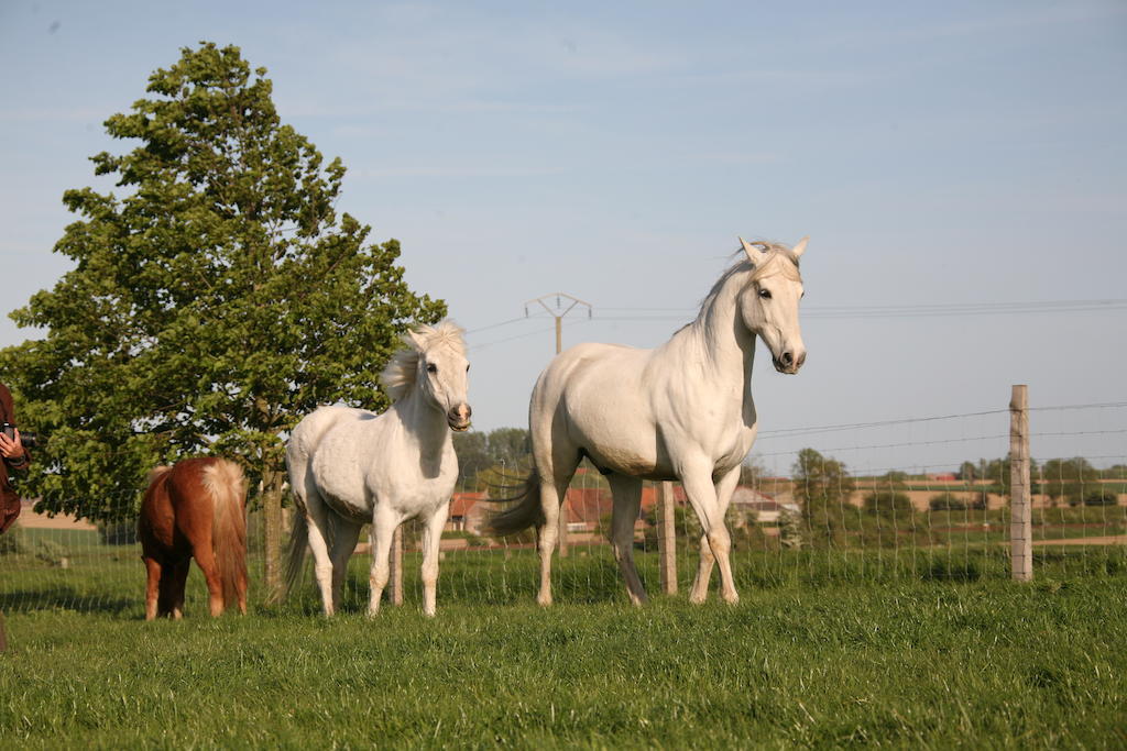 Gite De La Ferme Des Crins Blancs Villa Hazebrouck Kültér fotó