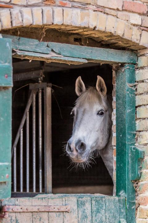 Gite De La Ferme Des Crins Blancs Villa Hazebrouck Kültér fotó