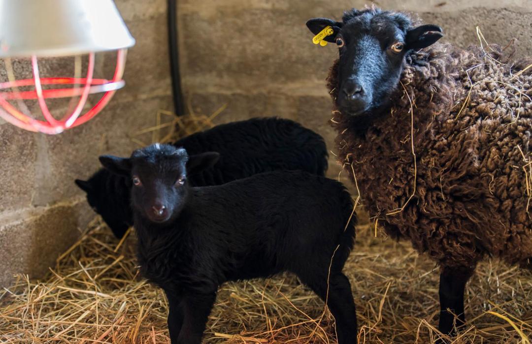 Gite De La Ferme Des Crins Blancs Villa Hazebrouck Kültér fotó